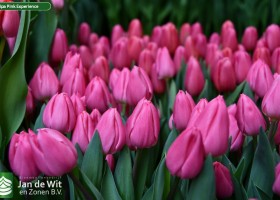 Tulipa Pink Experience ® (2)